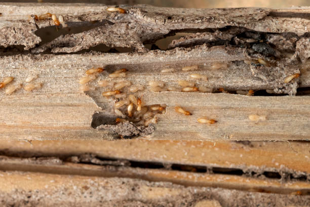 Best Residential Pest Control  in Lincolnia, VA