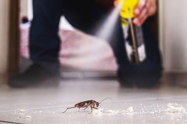 Best Pest Control for Homes  in Lincolnia, VA